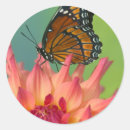 Search for mimic stickers Butterfly