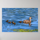 Search for ducklings posters Birds
