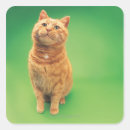 Search for cat sitting stickers Studio shot