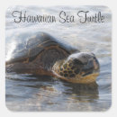 Search for hawaiian turtle stickers Ocean