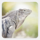 Search for green iguana stickers Animal