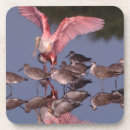 Search for sanibel coasters Ding darling