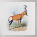 Search for private collection art Wild