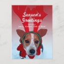 Search for pampered pets postcards Dog