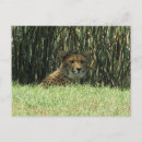 Search for stare postcards Africa