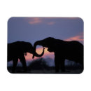 Search for two animals magnets Playing