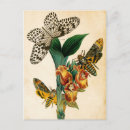 Search for ceylon postcards Vintage