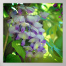 Search for wisteria flowers posters Floral