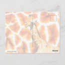 Search for giraffe pattern postcards Wildlife