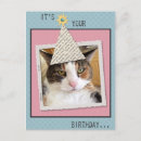 Search for american shorthair cards Funny