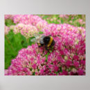 Search for bumble bee posters Insect