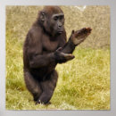 Search for chimpanzee posters Ape