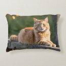 Search for ginger cat cushions Pet