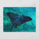 Search for oceanlife postcards Marinelife