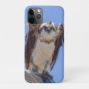 Search for osprey Predator