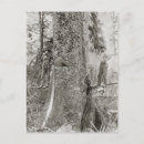 Search for lumberjack postcards Logging