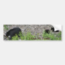 Search for black bear bumper stickers Wild