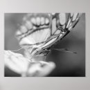 Search for white and black butterfly posters Animal