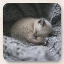 Search for curled coasters Animal