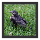 Search for american wildlife posters Photography