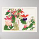 Search for fuchsia flower posters Flowers