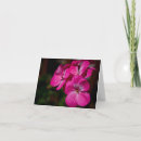 Search for geranium cards Flower