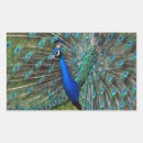 Search for feather rectangle stickers Nature