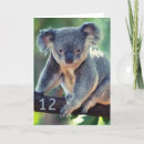 Search for koala birthday cards Australian wildlife
