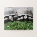 Search for tortoise puzzles Animal