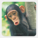 Search for curiosity stickers Colour image