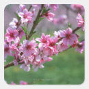 Search for apple blossom stickers Tree