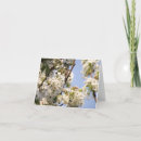 Search for pear tree cards Blossoms