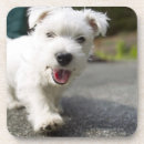 Search for looking old photography Domestic animals