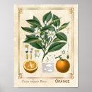 Search for cooking herbs posters Kitchen