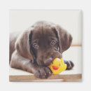 Search for rubber duck magnets Animal