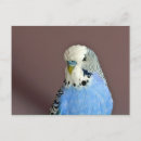 Search for blue parakeet postcards Budgerigar