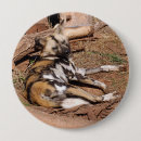 Search for wild dog badges Animals