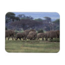 Search for african nations magnets Wildlife