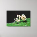Search for behaviour canvas prints Close up