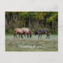 Search for elk postcards Wild life