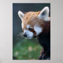 Search for red panda posters Fire fox