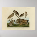 Search for audubon posters Illustration
