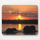Search for botswana mouse mats Wildlife
