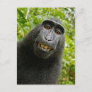 Search for monkey Humour