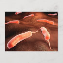 Search for bacteria cells postcards Pathogen