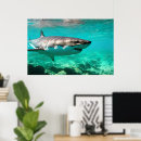 Search for great white shark posters Wildlife