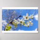 Search for pear tree poster posters Nature