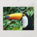 Search for beaks postcards White