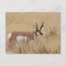 Search for pronghorn postcards Wildlife