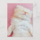Search for sleeping baby postcards Kitten